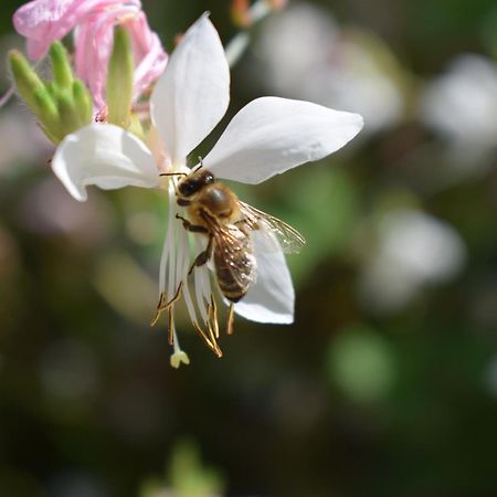 Beehouse - La Casa Delle Api Agriturismo 博尔索-德尔格拉帕 外观 照片